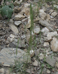 Boechera retrofracta