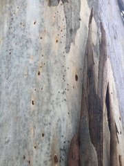 Technomyrmex albipes