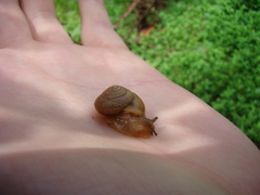 Bradybaena similaris