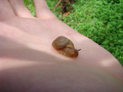 Bradybaena similaris