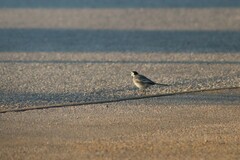 Motacilla alba