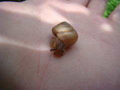 Bradybaena similaris