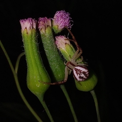 Misumenops