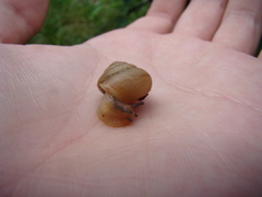 Bradybaena similaris