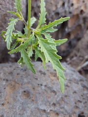 Salvia subincisa