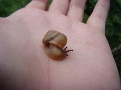 Bradybaena similaris