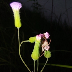 Misumenops