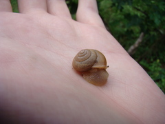 Bradybaena similaris