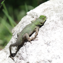 Sceloporus formosus