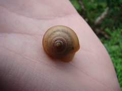 Bradybaena similaris