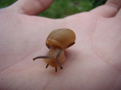 Bradybaena similaris