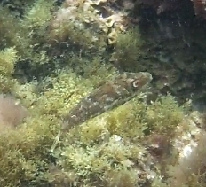 Sphoeroides marmoratus