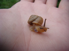 Bradybaena similaris