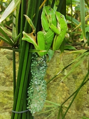 Agalychnis dacnicolor