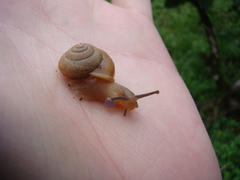 Bradybaena similaris