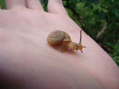 Bradybaena similaris