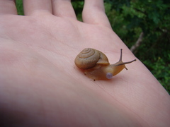 Bradybaena similaris