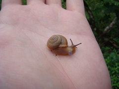 Bradybaena similaris