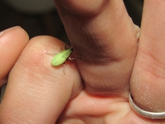 Pantomorus viridisquamosus