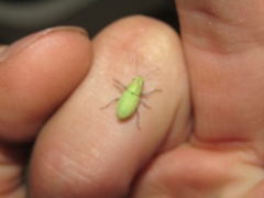 Pantomorus viridisquamosus