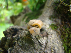 Bradybaena similaris