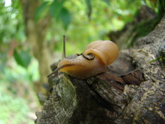 Bradybaena similaris