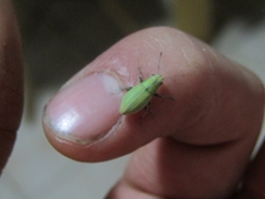 Pantomorus viridisquamosus