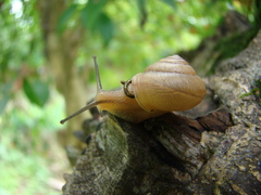 Bradybaena similaris