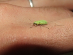 Pantomorus viridisquamosus