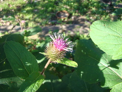 Arctium