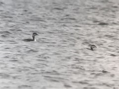 Podiceps auritus cornutus