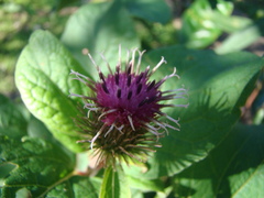 Arctium