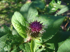 Arctium