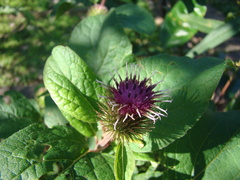 Arctium