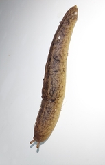 Sarasinula plebeia