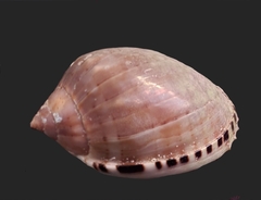 ヒナヅルガイ