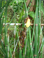 Spartocera