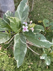 Pseuderanthemum carruthersii