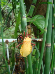 Spartocera