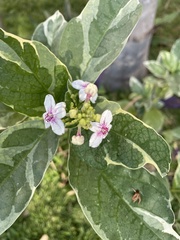 Pseuderanthemum carruthersii