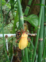 Spartocera