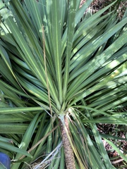 Pandanus tectorius