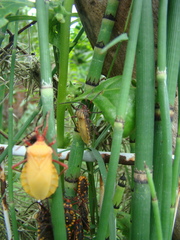 Spartocera