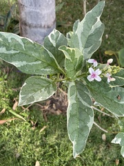 Pseuderanthemum carruthersii