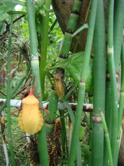 Spartocera