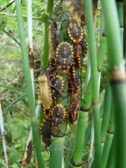 Spartocera