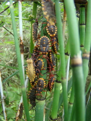 Spartocera