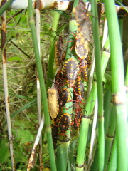 Spartocera