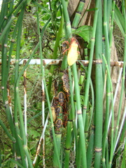 Spartocera