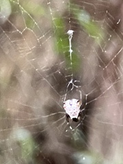 Micrathena saccata